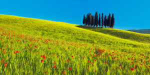 Stampa d'arte