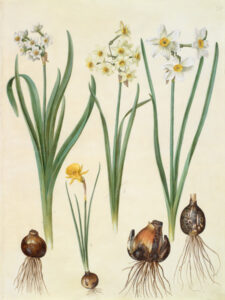 Stampa d'arte