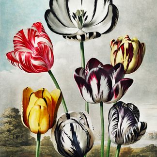 Stampa d'arte