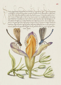 Stampa d'arte