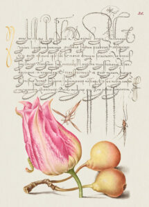 Stampa d'arte