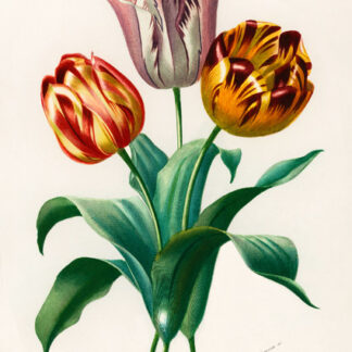 Stampa d'arte