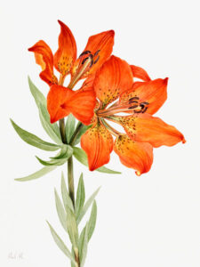 Stampa d'arte