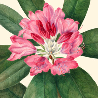 Stampa d'arte