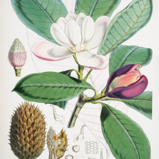 Stampa d'arte