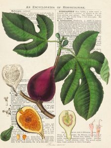 Stampa d'arte