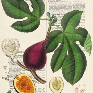 Stampa d'arte