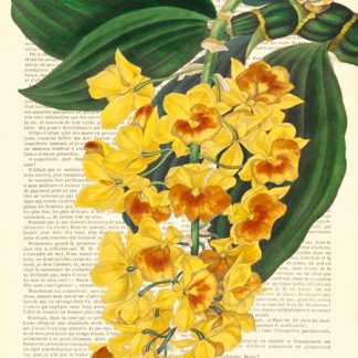 Stampa d'arte