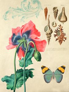 Stampa d'arte